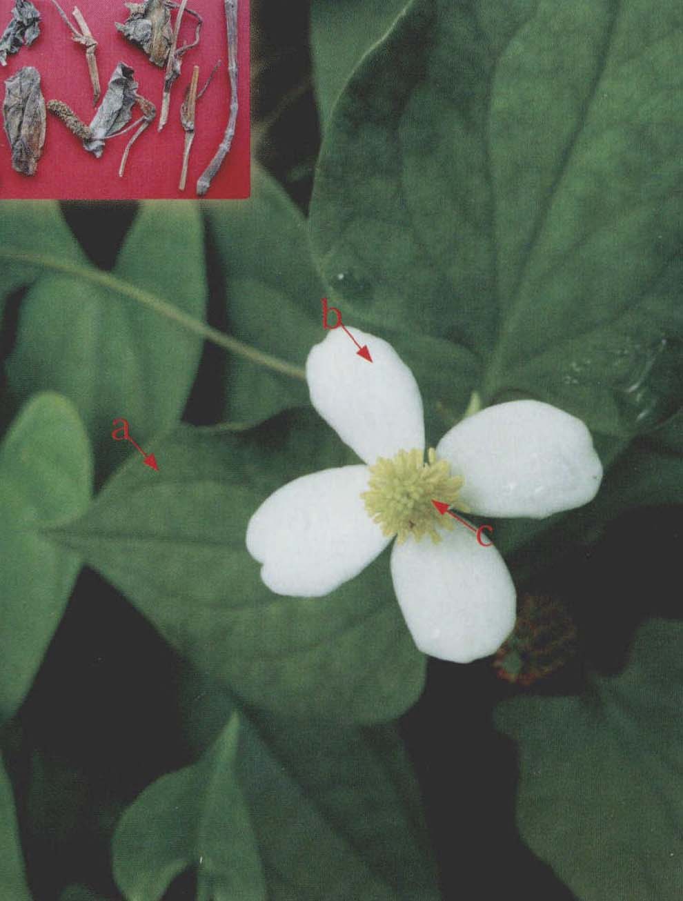 魚(yú)腥草